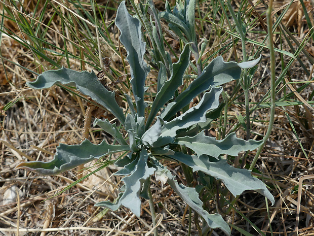 tarica Aurinia sinuata (L.) Griseb.