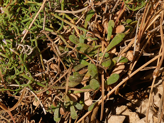 limonka Limonium cancellatum (Bertol.) Kuntze