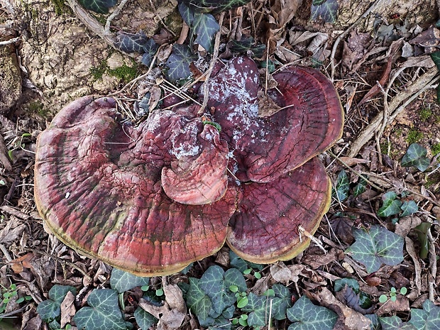 lesklokôrovka Ganoderma sp.