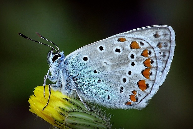modráčik obyčajný (sk) / modrásek jehlicový (cz) Polyommatus icarus (Rottemburg, 1775)