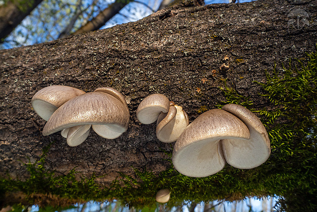 hliva závojová Pleurotus calyptratus (Lindblad ex Fr.) Sacc.