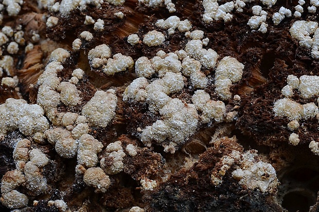 ponorenec poduškovitý Trichoderma pulvinatum (Fuckel) Jaklitsch & Voglmayr
