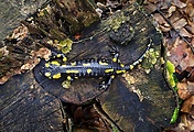 salamandra škvrnitá (sk) / mlok skvrnitý (cz)
