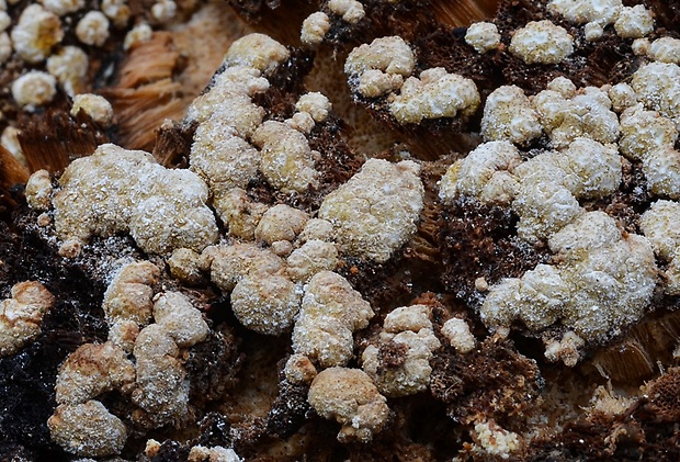 ponorenec poduškovitý Trichoderma pulvinatum (Fuckel) Jaklitsch & Voglmayr