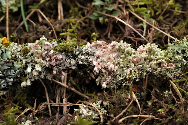 kôrnatka Laetisaria lichenicola Diederich, Lawrey & Van den Broeck