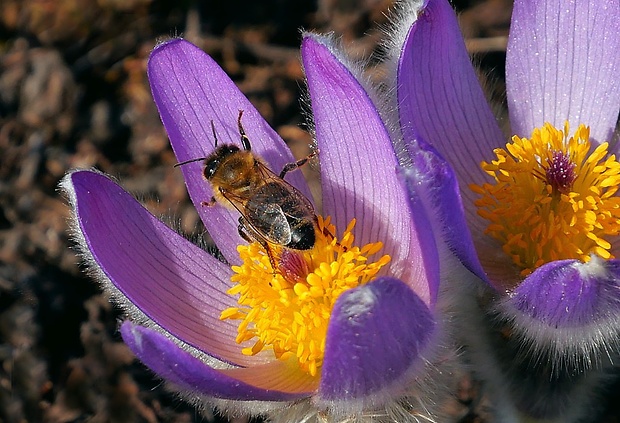 včela medonosná Apis mellifera (Linnaeus, 1758)