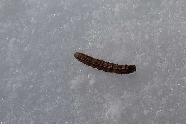 mora metlicová (larva) Tholera cespitis