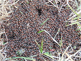ine- mravce