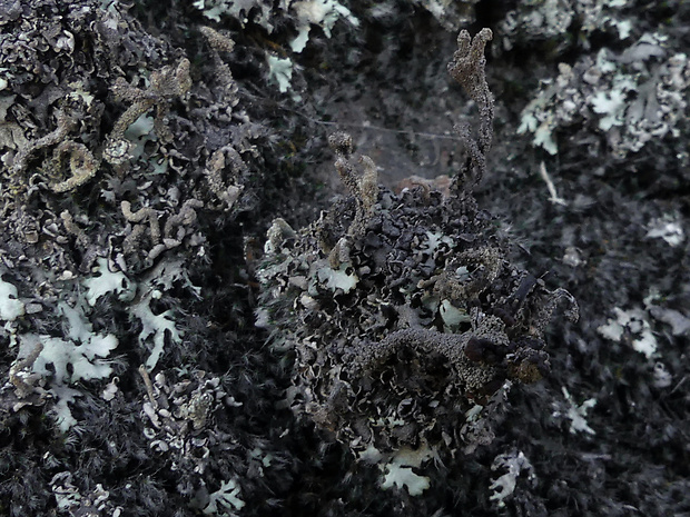 dutohlávka Cladonia macrophylla (Schaer.) Stenh.