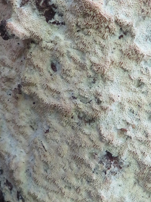 ostropórovec kôrový Oxyporus corticola (Fr.) Ryvarden
