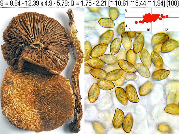 pavučinovec olivovozelenkavý Cortinarius subolivaceus Bidaud, Moënne-Locc. & Reumaux