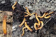 červenáčik ohnivý, larva  