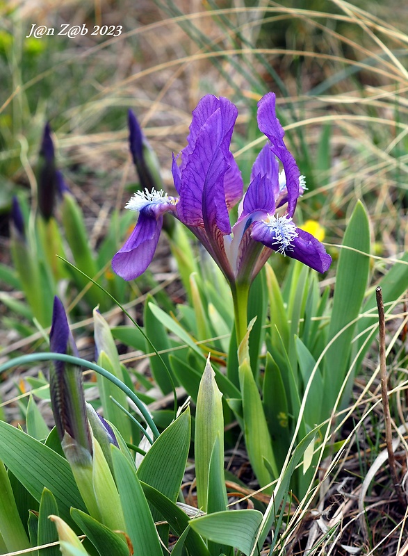 kosatec nízky Iris pumila L.