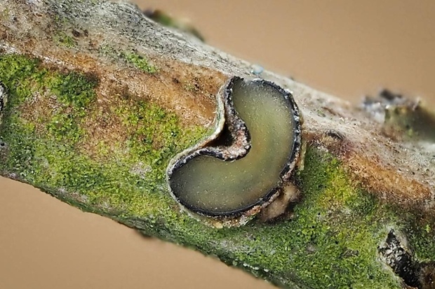 kolpóma dubová Colpoma quercinum (Pers.) Wallr.