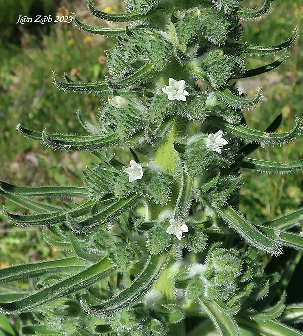 hadinec taliansky Echium italicum L.
