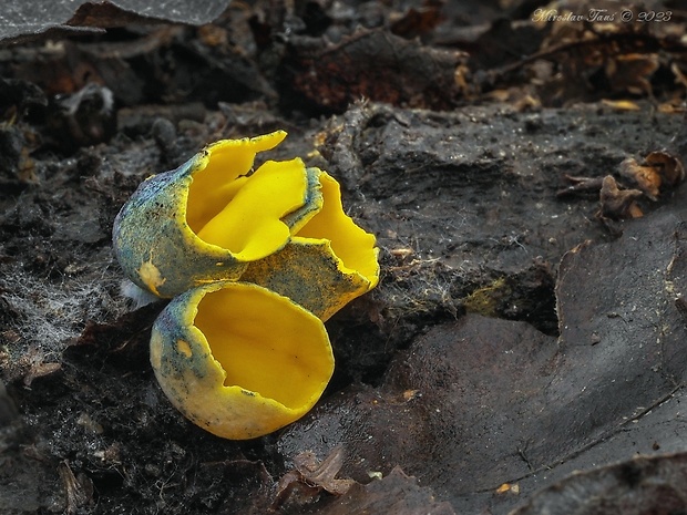 pohárovka ohnivá Caloscypha fulgens (Pers.) Boud.