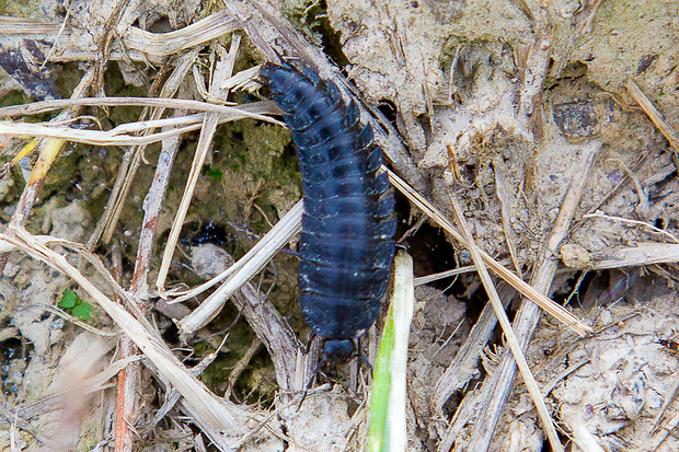 Bystruška, larva Carabus sp.