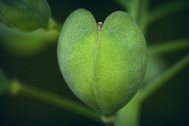 peniažtek prerastenolistý Thlaspi perfoliatum L.