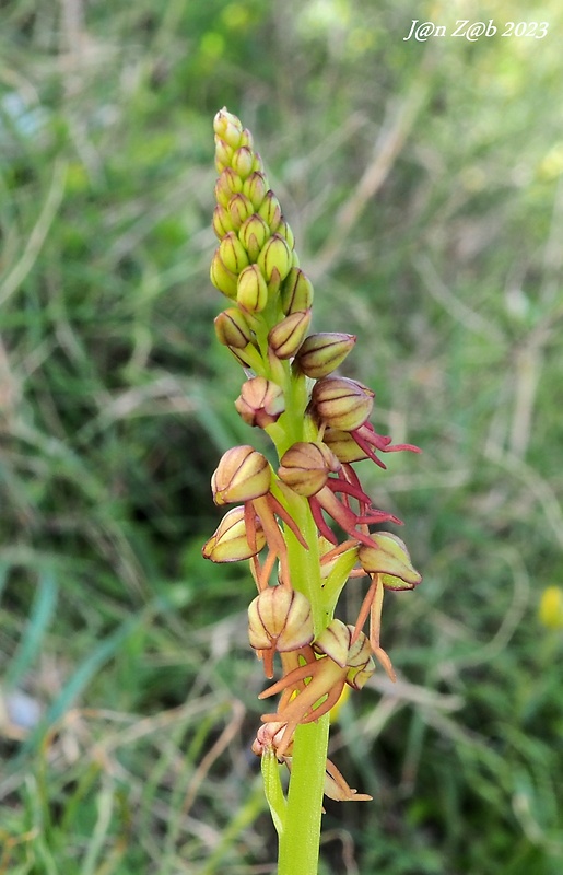 aceras Aceras anthropophorum (L.) Aiton fil.