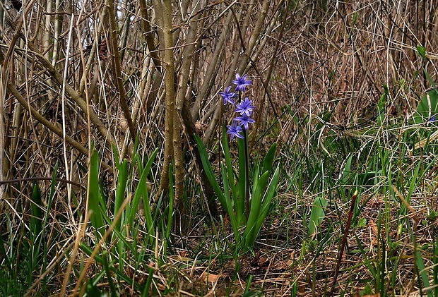 hyacint východný Hyacinthus orientalis ( L.)