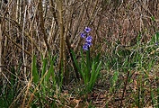 hyacint východný