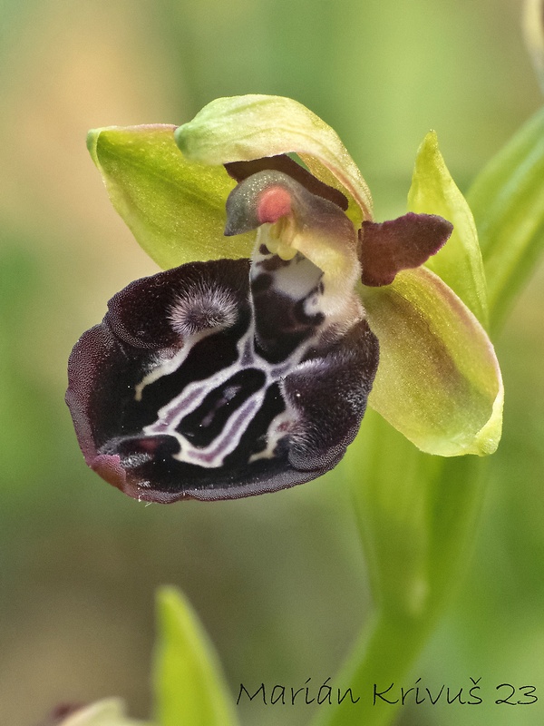 hmyzovník cyperský Ophrys kotschyi  H. Fleischm. &amp; Soó