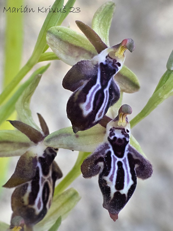 hmyzovník krétsky Ophrys cretica ssp. ariadnae