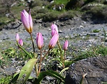 tulipán skalný