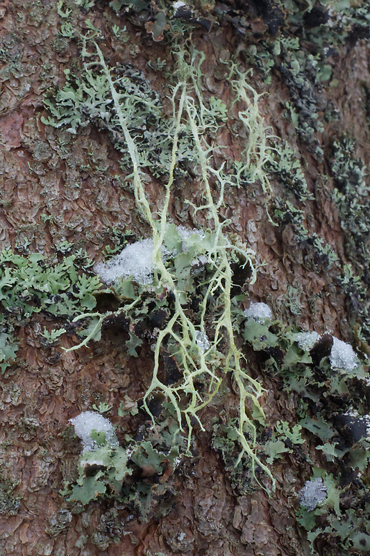 konárnik vidlicovitý Evernia divaricata (L.) Ach.