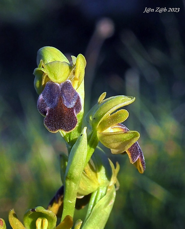 hmyzovník Ophrys fusca Link