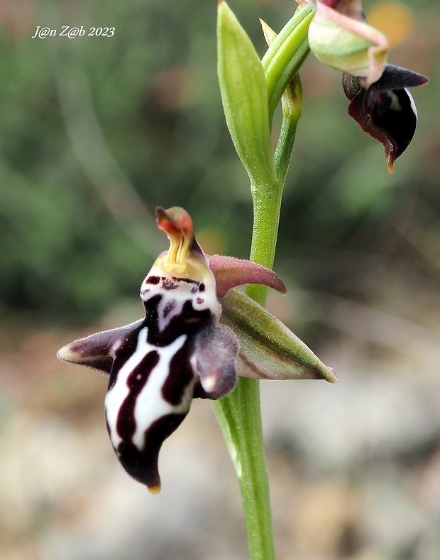 hmyzovník krétsky Ophrys cretica ssp. cretica