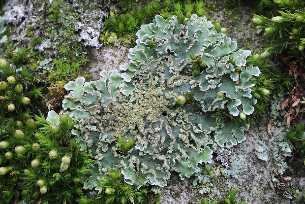 fyskónia žltkavá Physconia enteroxantha (Nyl.) Poelt