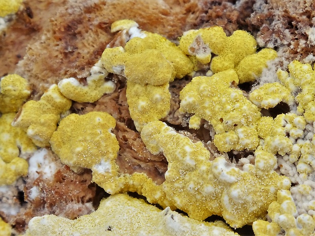 ponorenec poduškovitý Trichoderma pulvinatum (Fuckel) Jaklitsch & Voglmayr