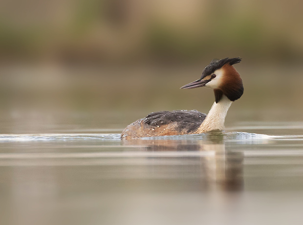 potápka chochlatá Podiceps cristatus