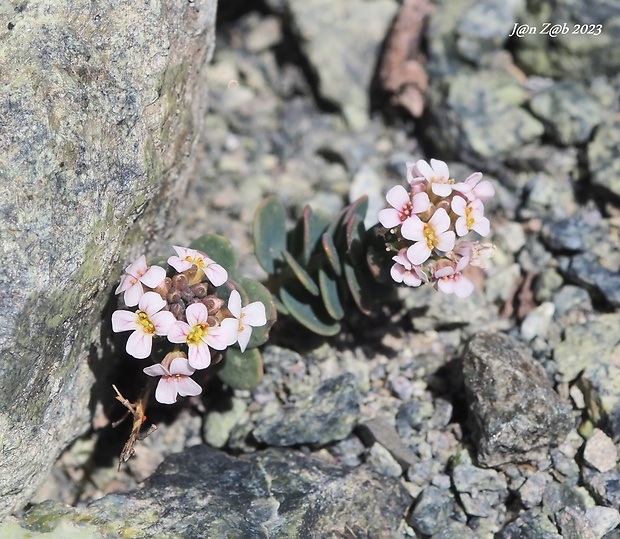 sivuľka skalná Aethionema saxatile ssp. creticum