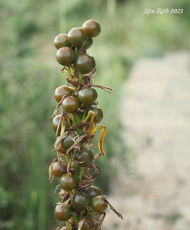 asfodelka žltá - plody Asphodeline lutea (L.) Rchb.