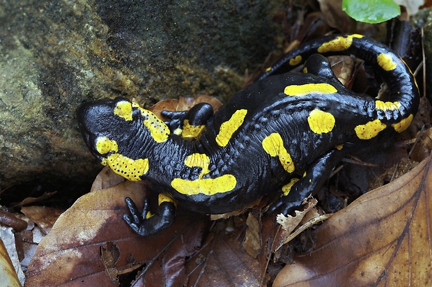mlok skvrnitý / salamandra škvrnitá Salamandra salamandra