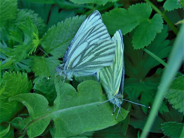 mlynárik repkový Pieris napi