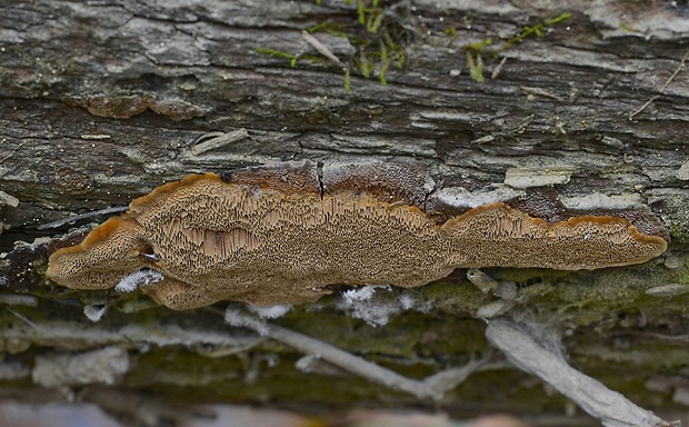 ohňovec škľabkovitý Phellinopsis conchata (Pers.) Y.C. Dai