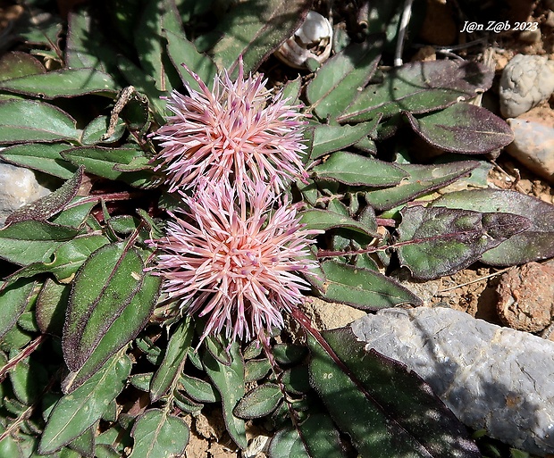 nevädza Centaurea raphanina Sm.