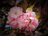  čerešňa pilkata-sakura