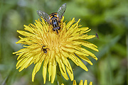 pestrica, včela a krúživka-samica