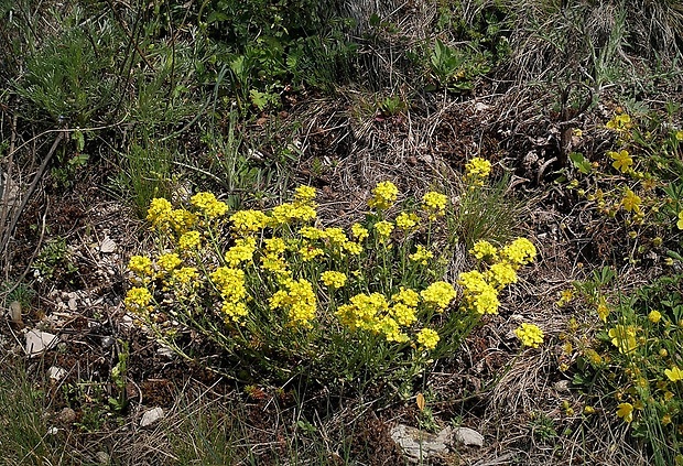 tarica kopcová brymova Alyssum montanum subsp. brymii Dostál
