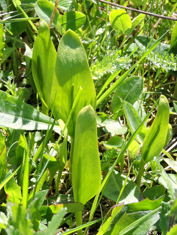 hadivka obyčajná Ophioglossum vulgatum L.