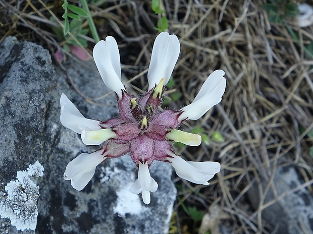 kozinec mechúrikatý belavý Astragalus vesicarius subsp. albidus (Waldst. et Kit.) Braun-Blanq.
