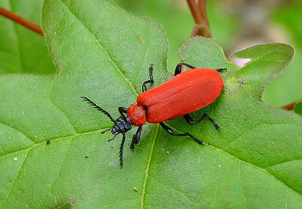 červenáčik ohnivý Pyrochroa coccinea