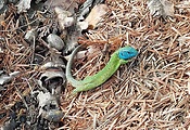 jašterica zelená samček