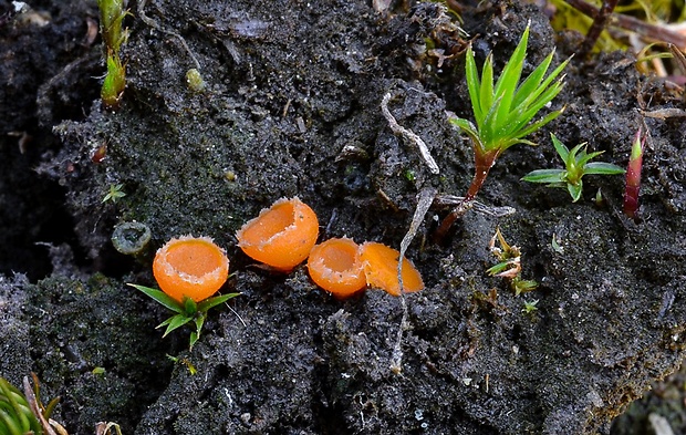 neotielka oranžová Neottiella rutilans (Fr.) Dennis)
