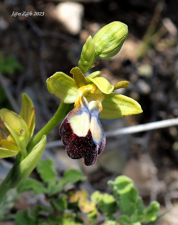 hmyzovník Ophrys fusca subsp. iricolor (Desf.) O. Schwarz