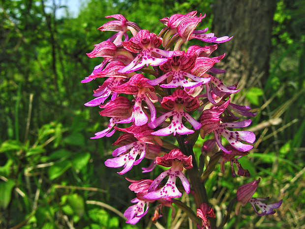 vstavač Orchis × hybrida (Lindl.) Boenn. ex Rchb.
